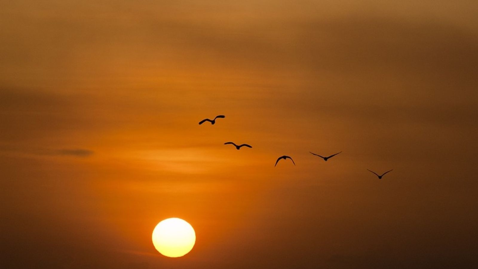15.10.2018 | El viatge migratori de les aus