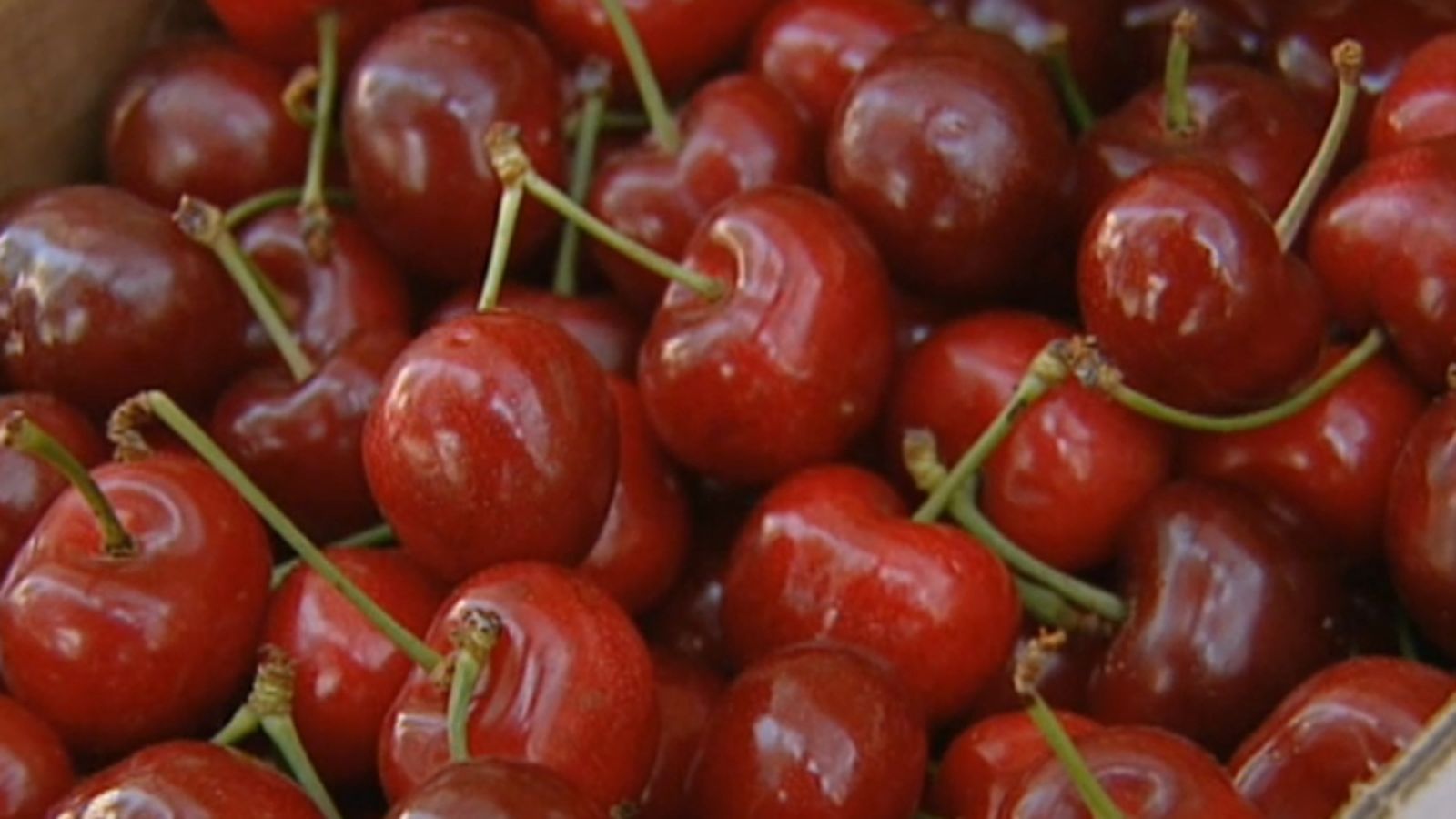 Cireres de la Salzadella