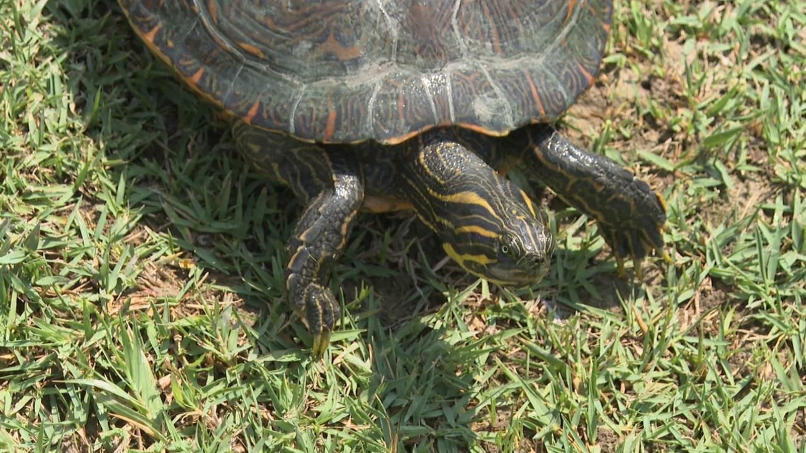 Caça de tortugues americanes invasores al Xúquer