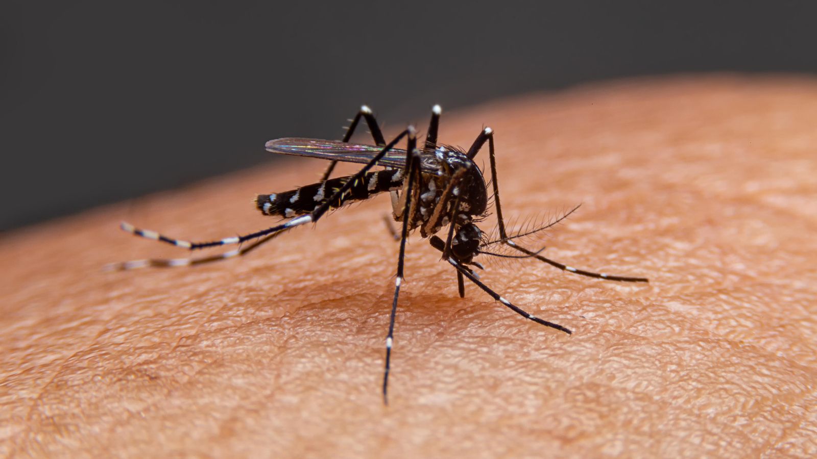 Imatge d'arxiu d'un mosquit