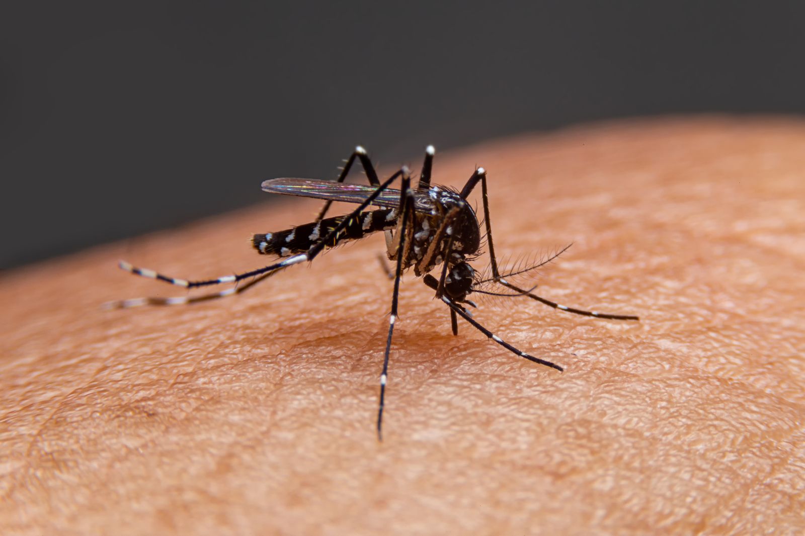 29.09.2021 | Mosquits