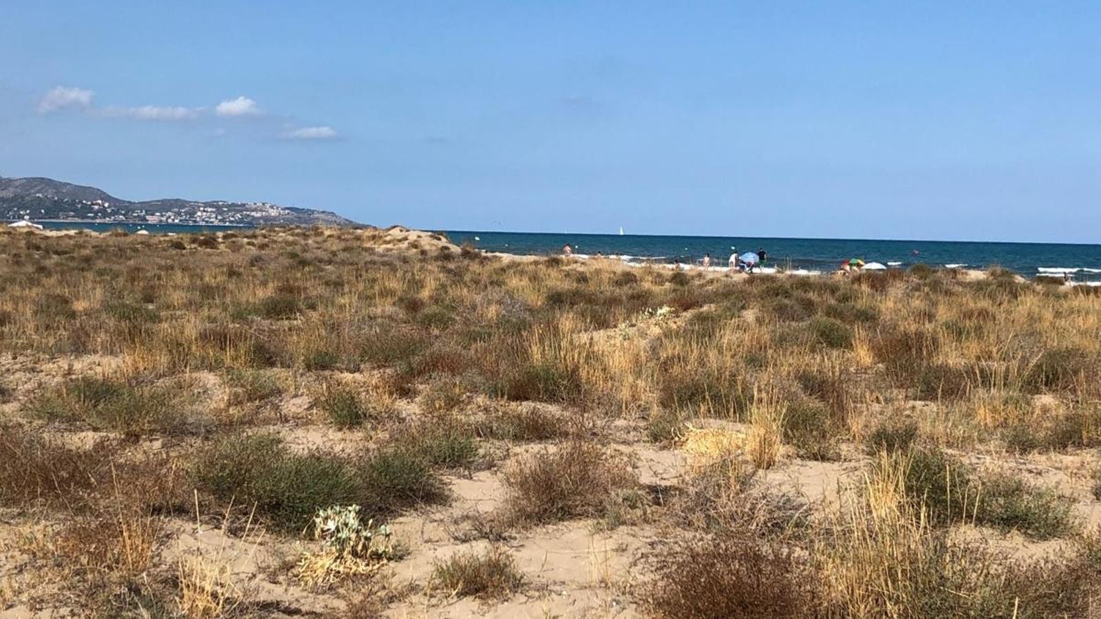 La declaració de microreserva pretén preservar el sistema dunar d'aquesta platja de Castelló.