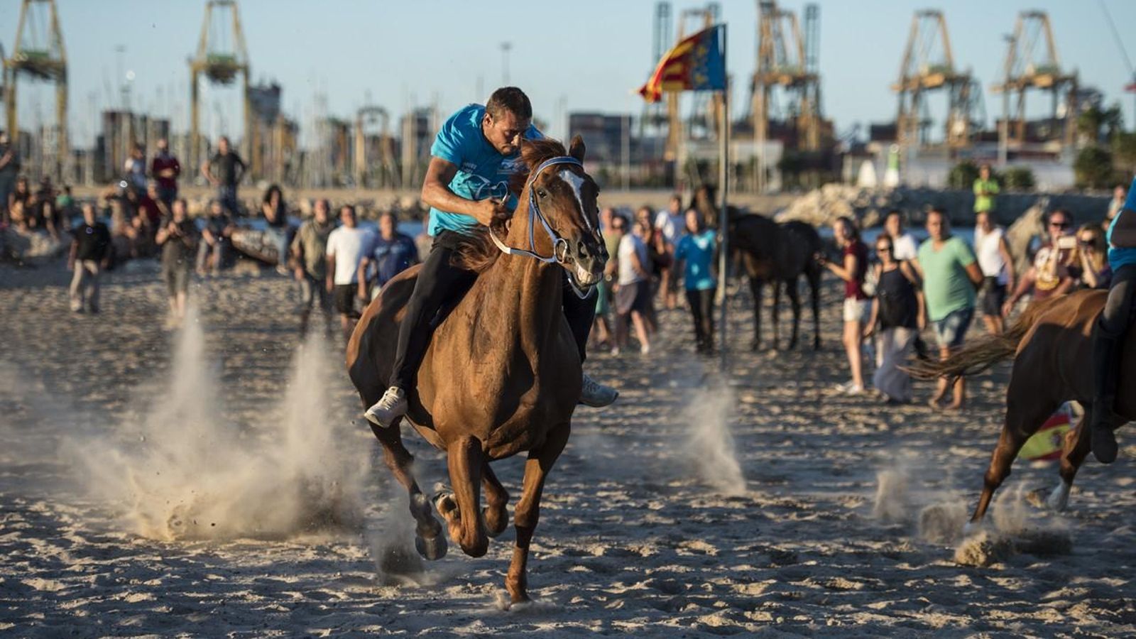 Dotze cavalls competeixen en carreres de 700 metres sobre l'arena de la platja Dotze cavalls competeixen en carreres de 700 metres sobre l'arena de la platja