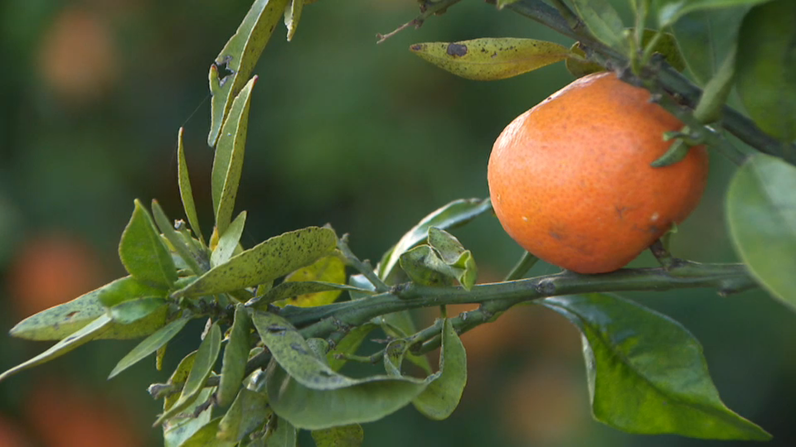 Compromís exigeix més control fitosanitari en l\'entrada de cítrics a la UE per a evitar les plagues