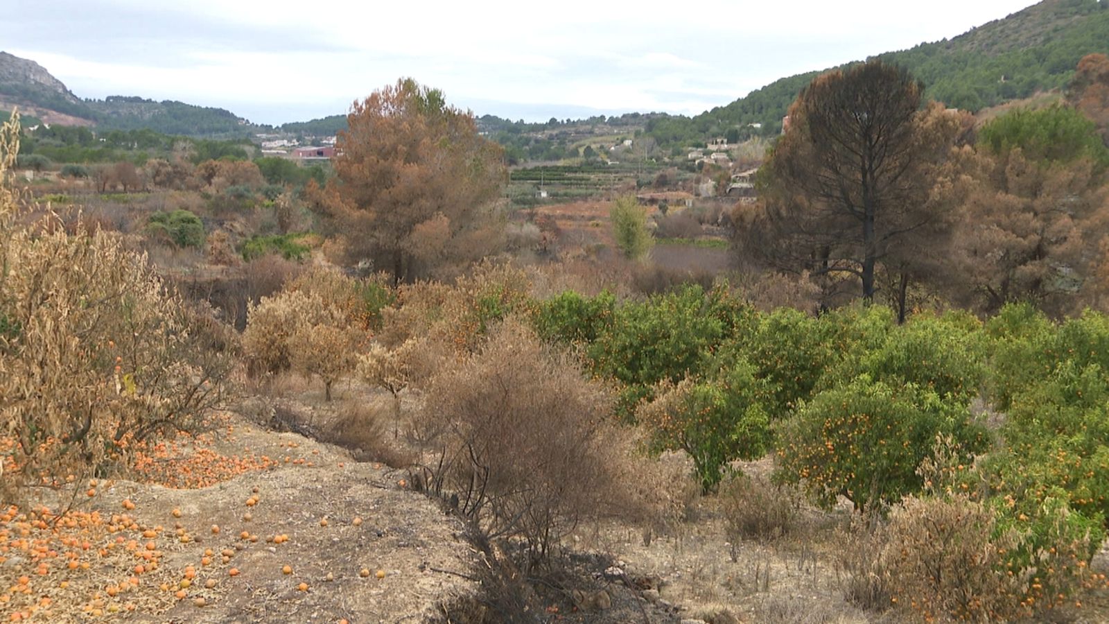 Terreny abandonat a Montitxelvo