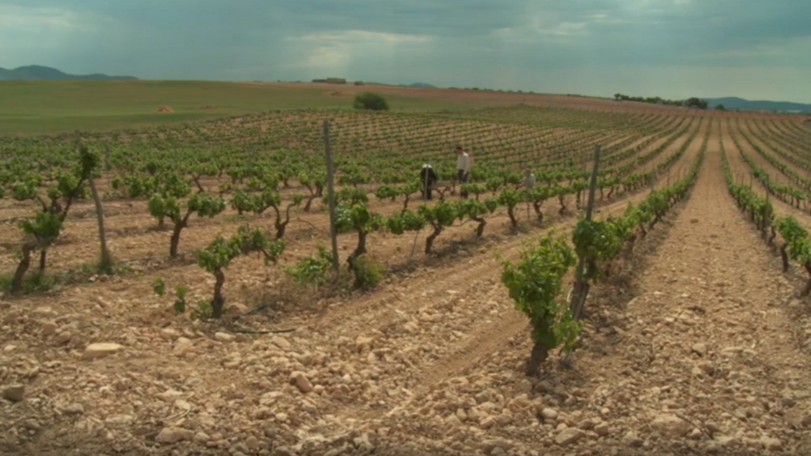 Terrenys d'on s'obté el raïm per als vins de Vera de Estenas