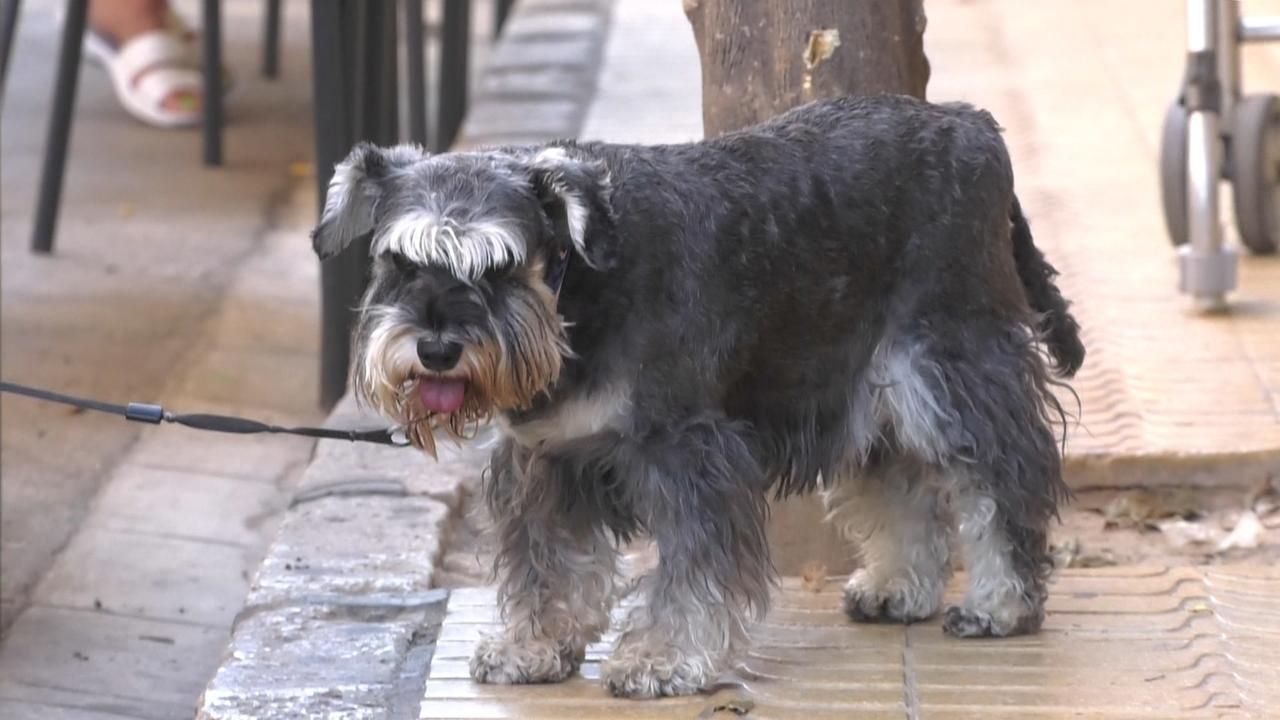 Les mascotes també pateixen la calor a l'estiu