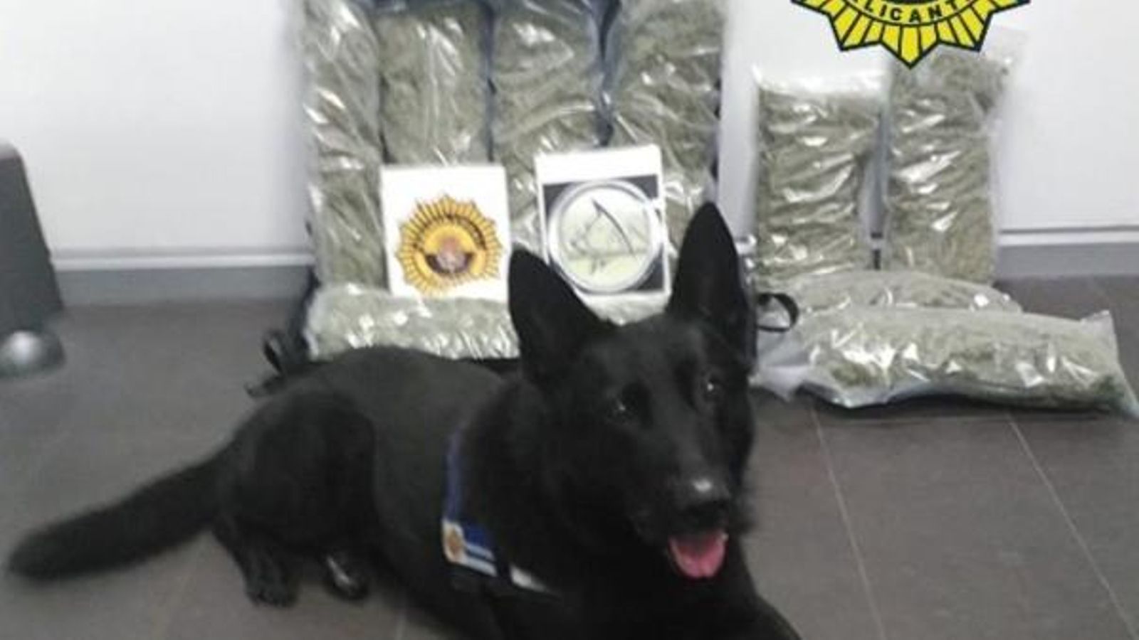 Gos de la Policia Local d'Alacant