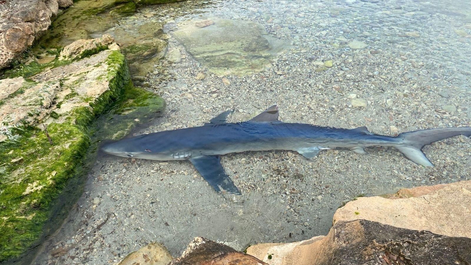 Una tintorera en una platja d'Eivissa