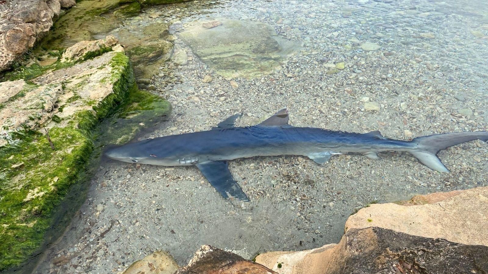 Una tintorera en una platja d'Eivissa