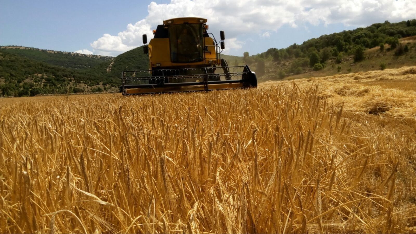 Una segadora avança per una plantació de blat