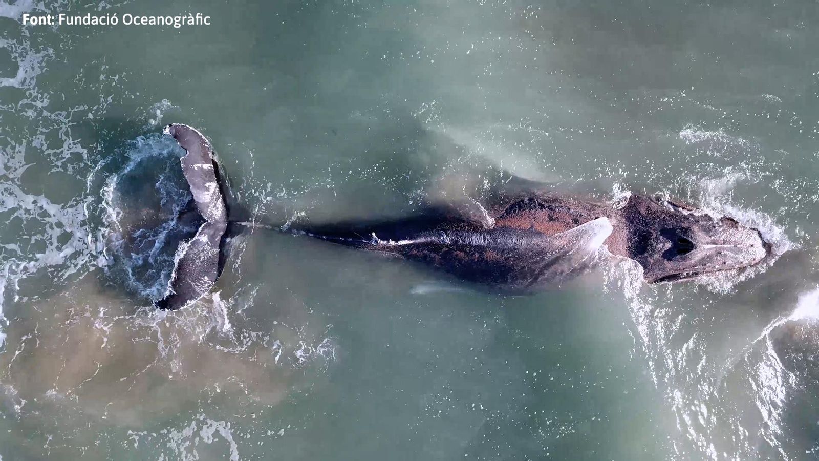 Mor una balena amb gepa encallada a la costa de Tavernes de la Valldigna