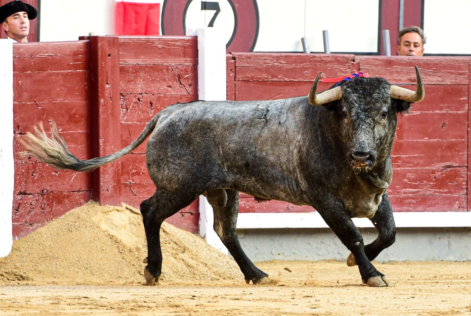 Un bou de Victorino