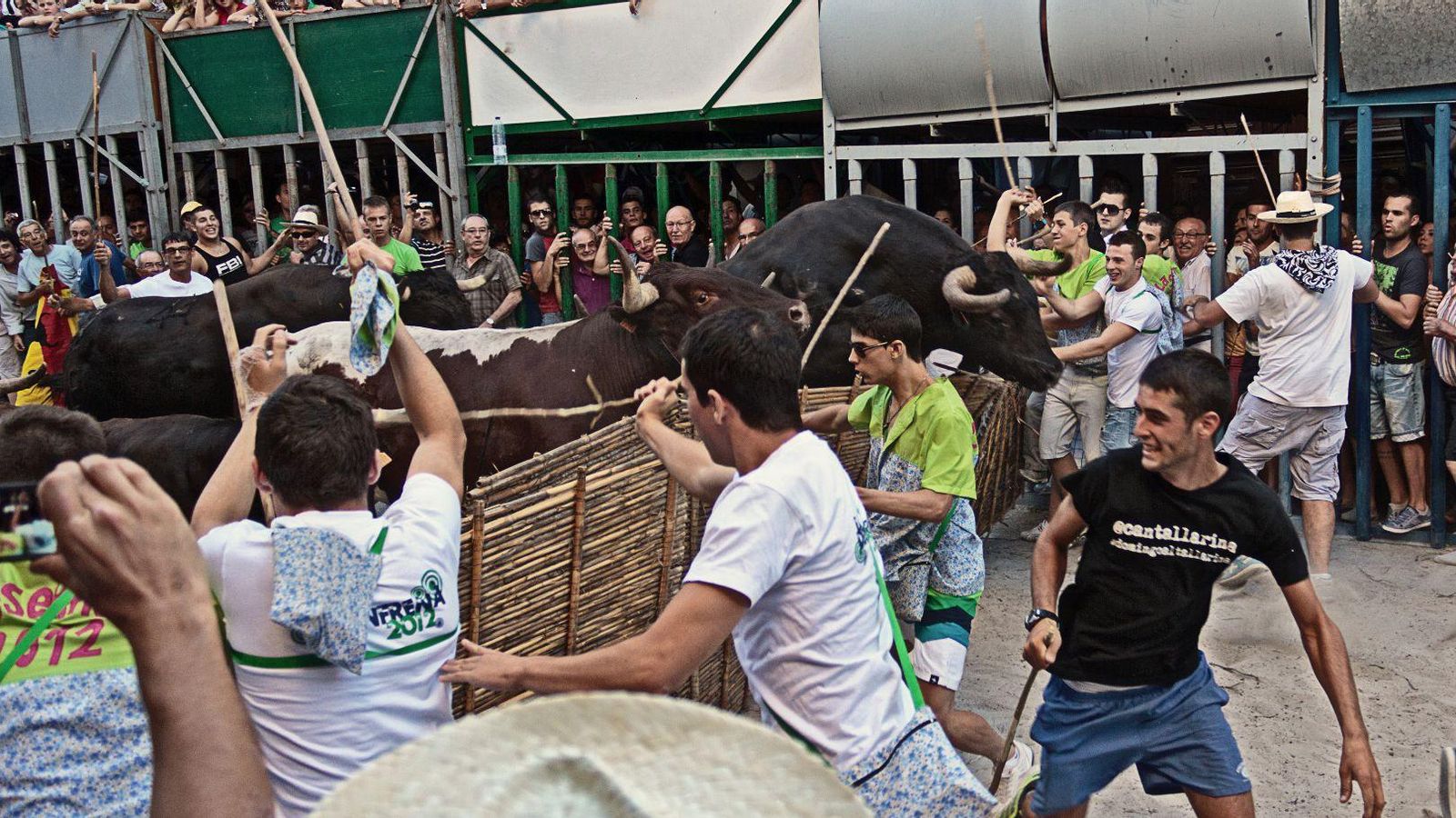 Bous al carrer de Pedreguer