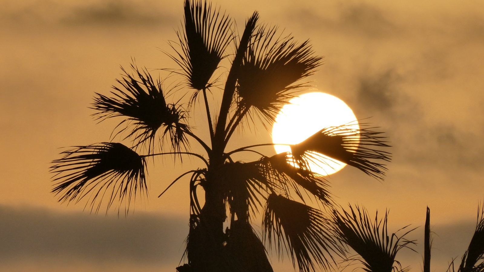 ALBORAIA, L'HORTA NORD