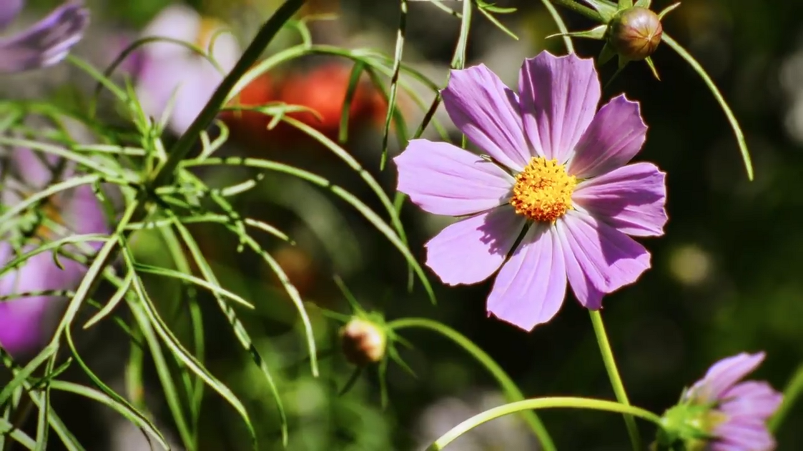 De mar i bancal | Viatge a la cooperativa