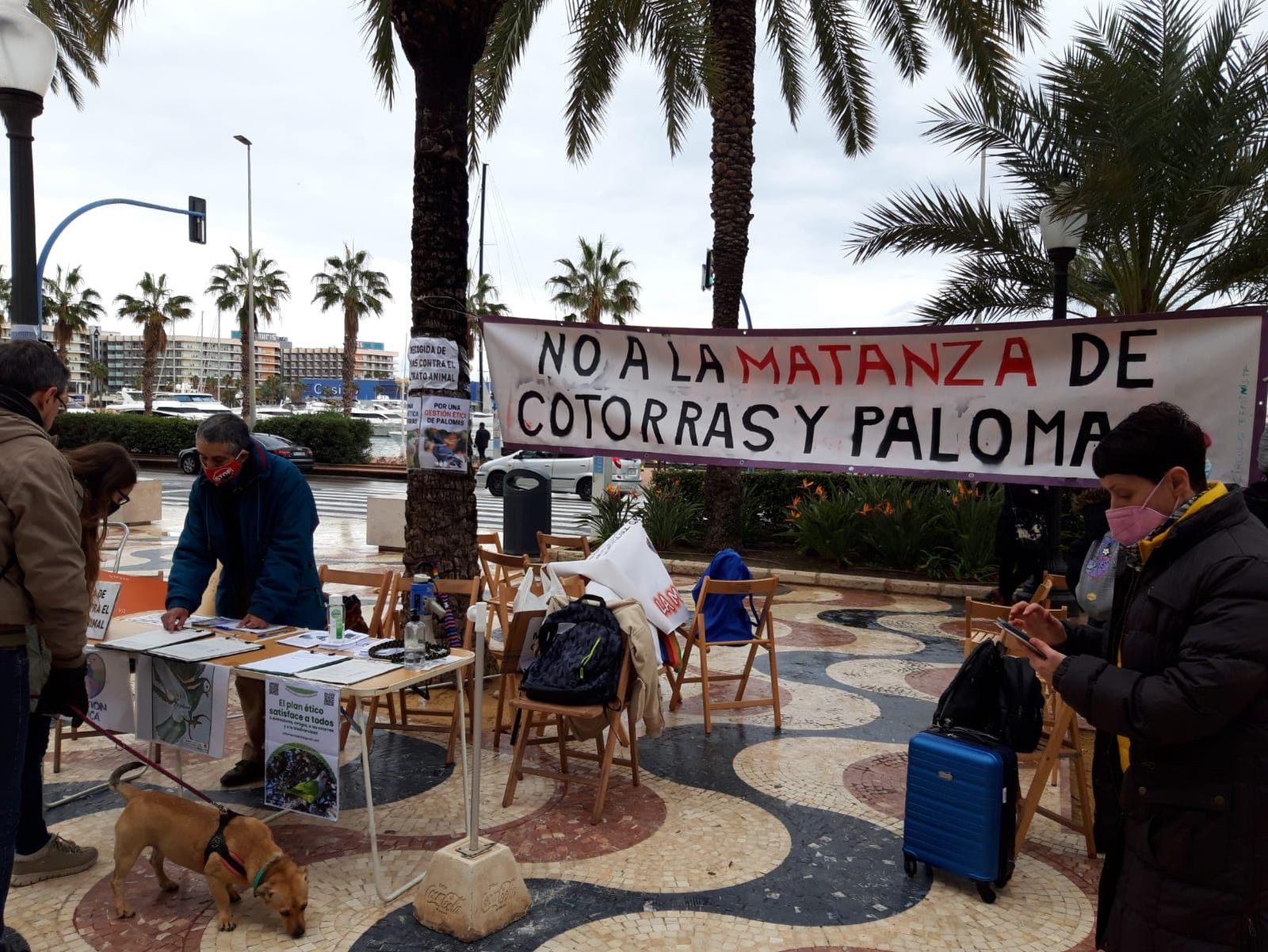 Concentració per la protecció de coloms i cotorres a l'Esplanada d'Alacant