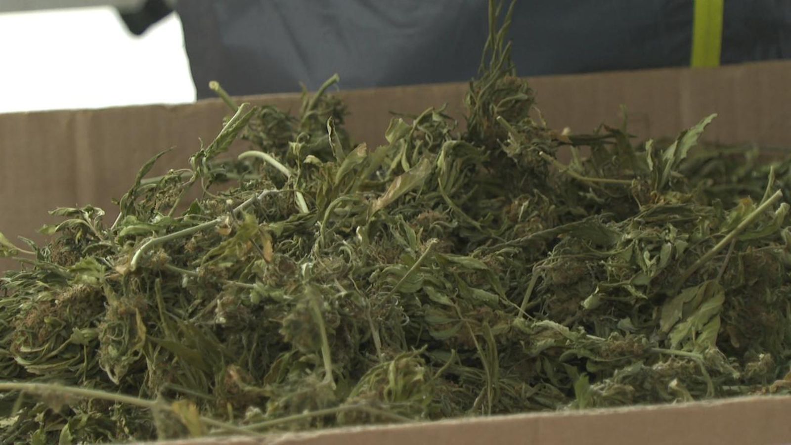 Marihuana: què és legal i què no?