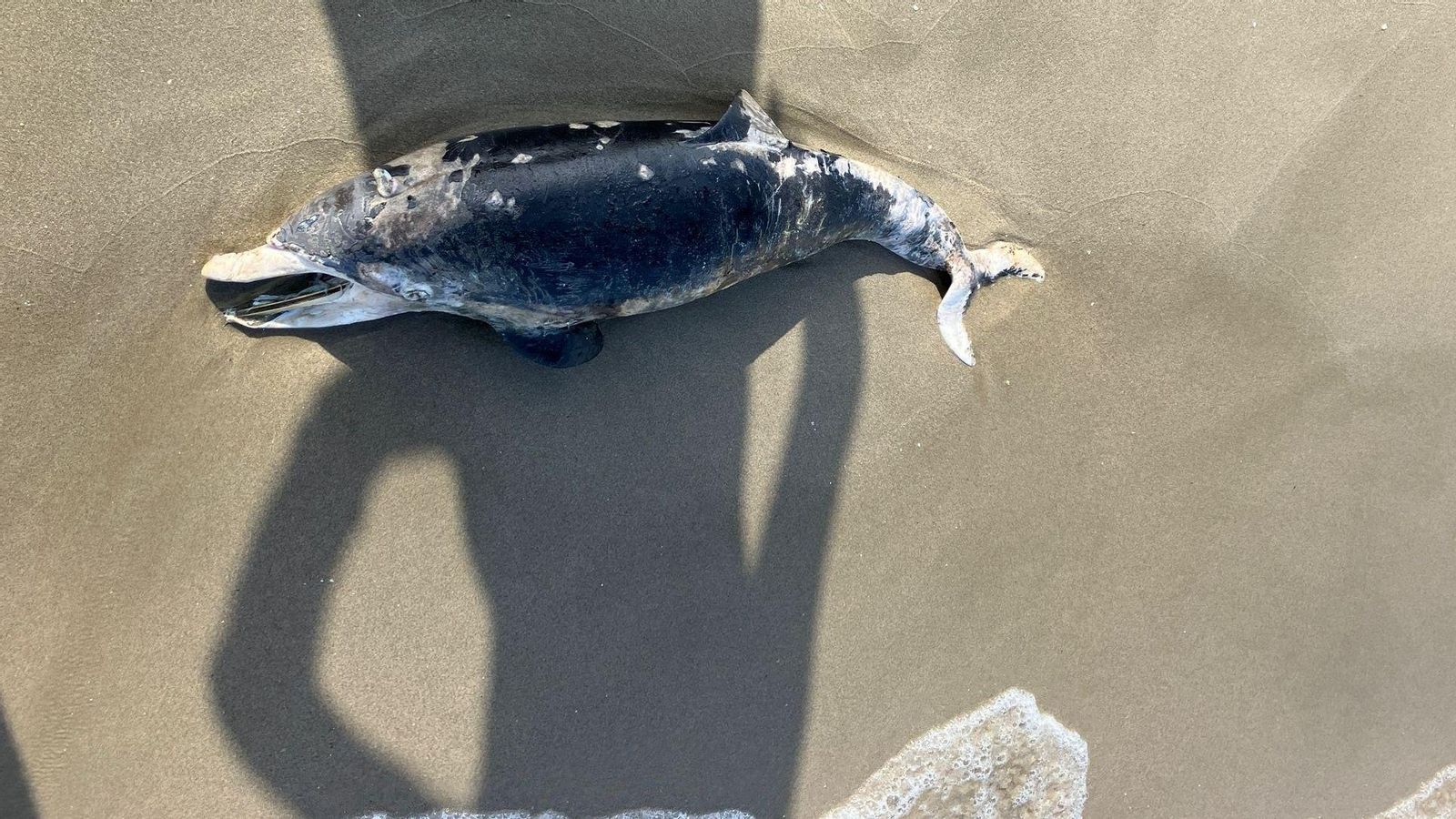 L'exemplar de dofí ratllat aparegut mort a la platja del Serradal L'exemplar de dofí ratllat aparegut mort a la platja del Serradal