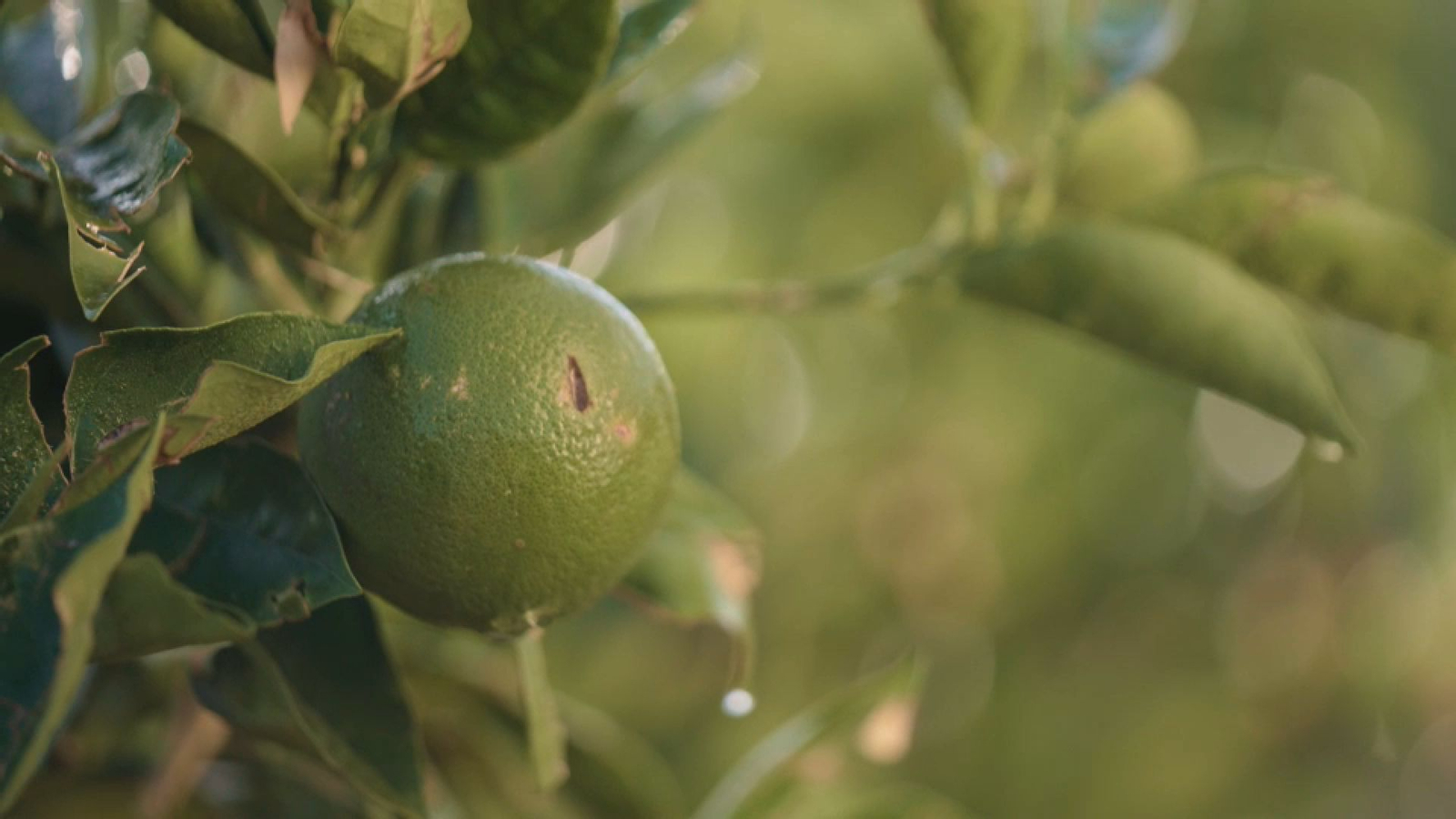 Taronja danyada però igualment bona