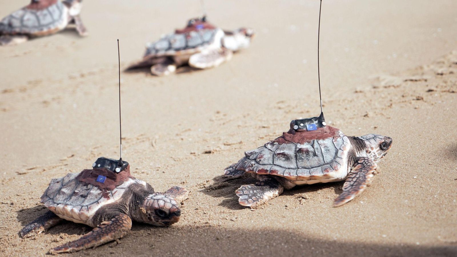 Les quatre tortugues supervivents entren a la mar