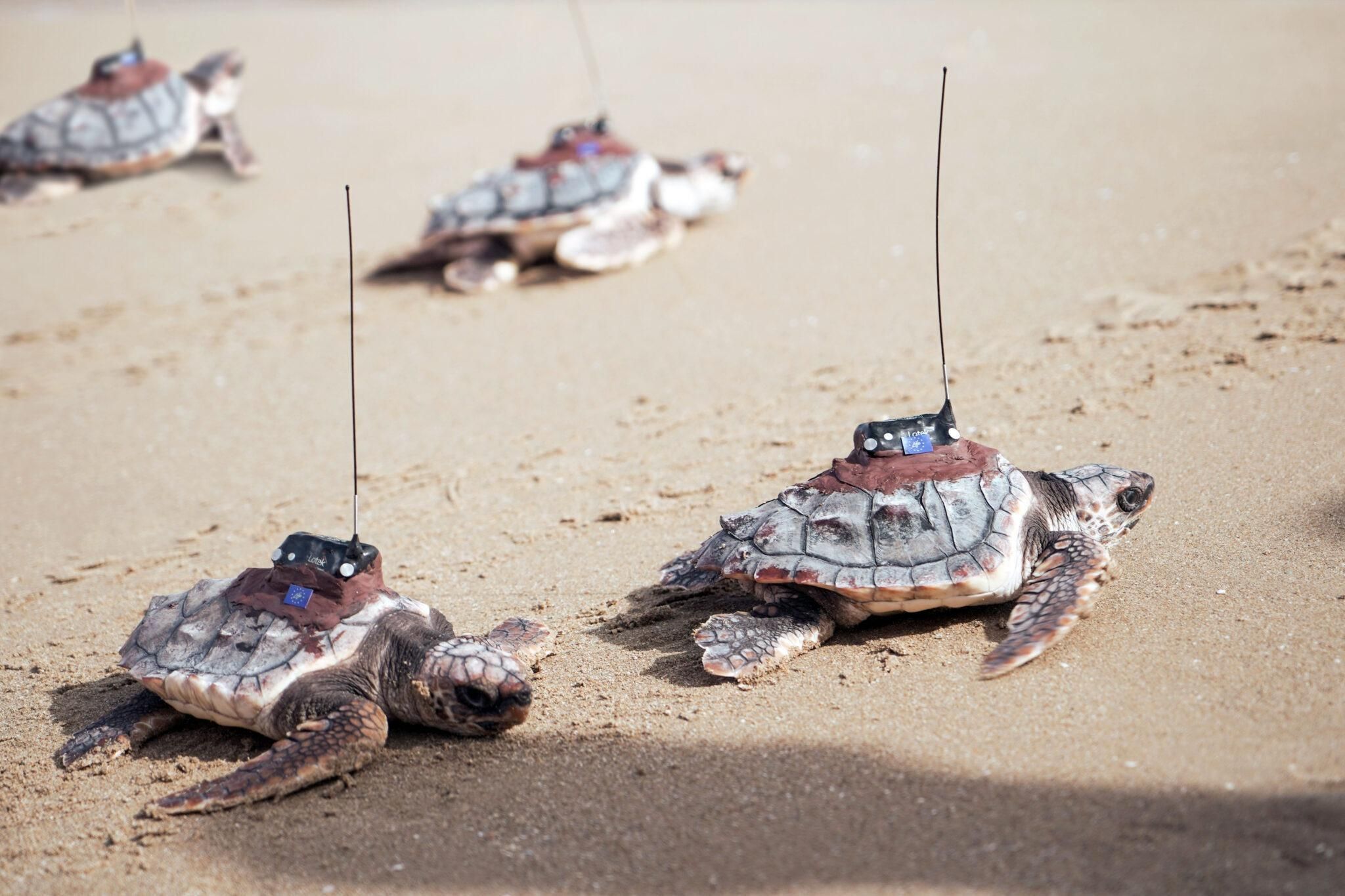 Les quatre tortugues supervivents entren a la mar Les quatre tortugues supervivents entren a la mar