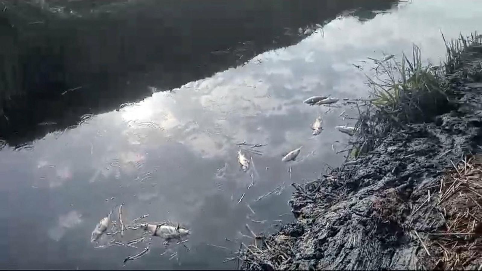 Peixos morts a la marjal d'Almenara