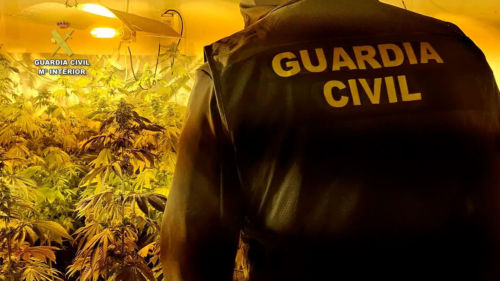 Un agent accedix a l'habitación on els arrestats cultivaven marihuana