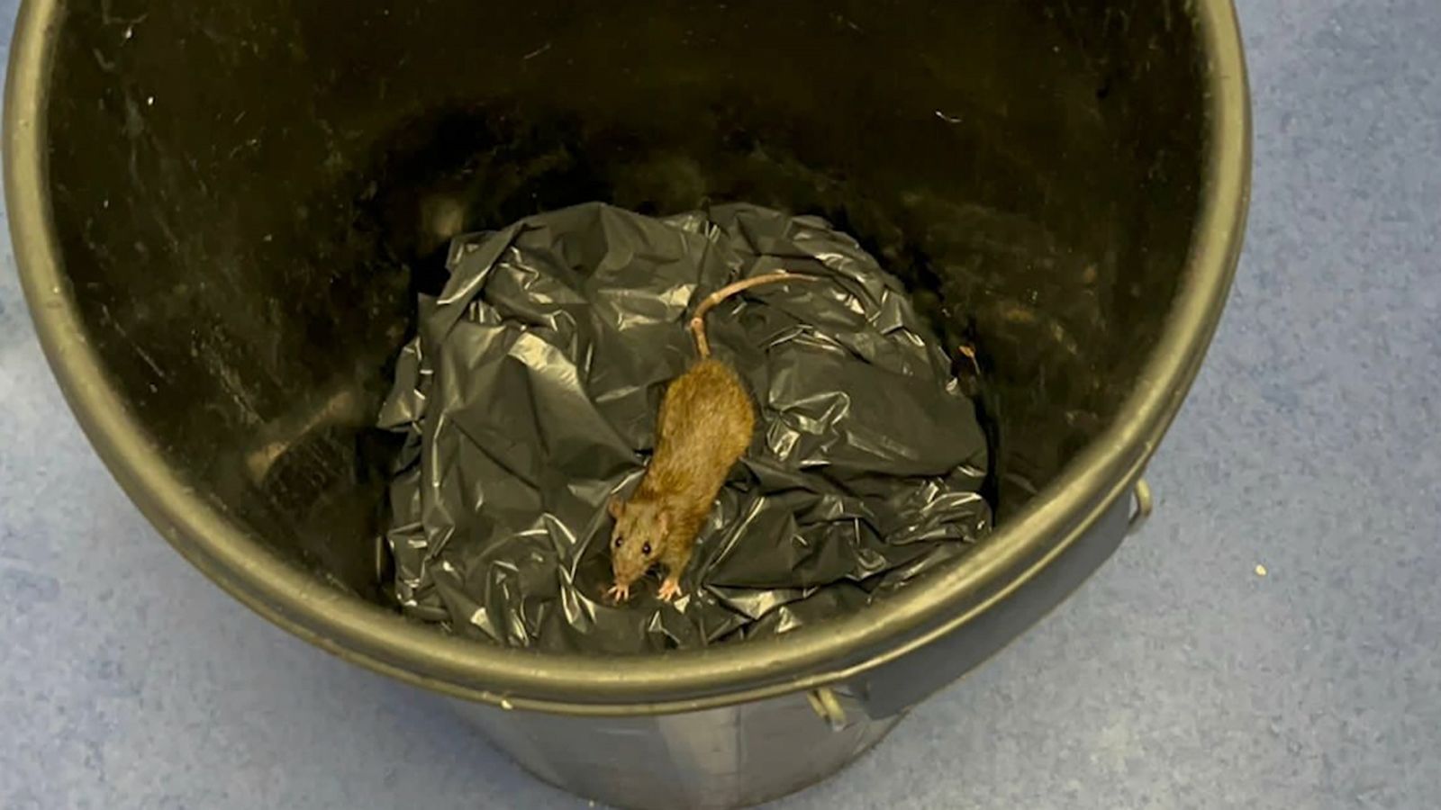 Fotografia d'una rata a la residència Savia Villamartín d’Oriola Costa