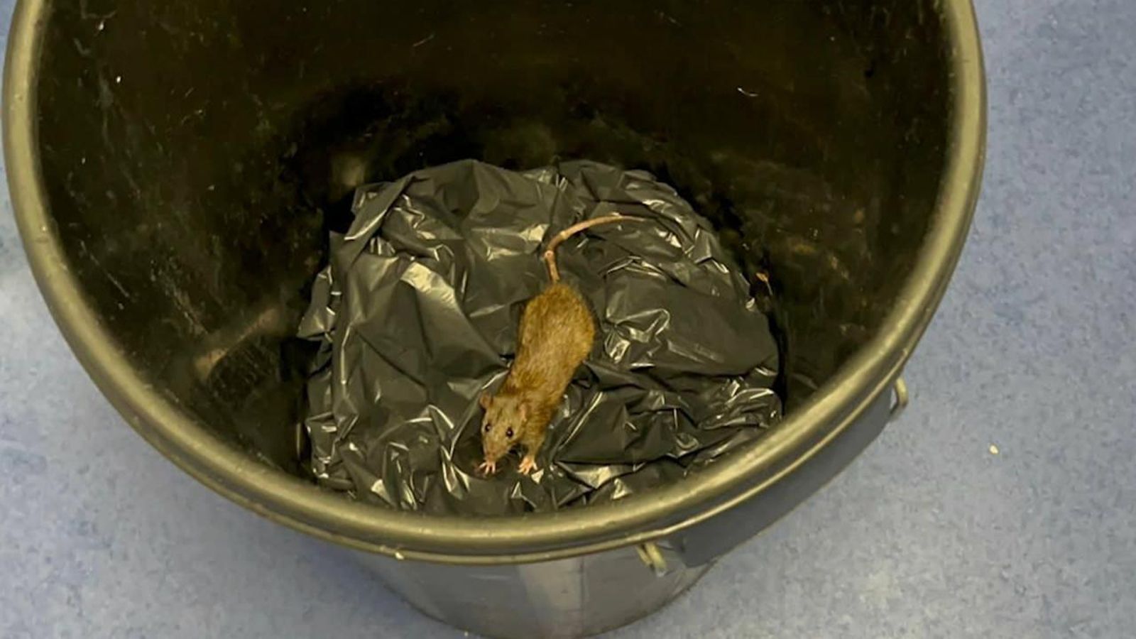 Fotografia d'una rata a la residència Savia Villamartín d’Oriola Costa