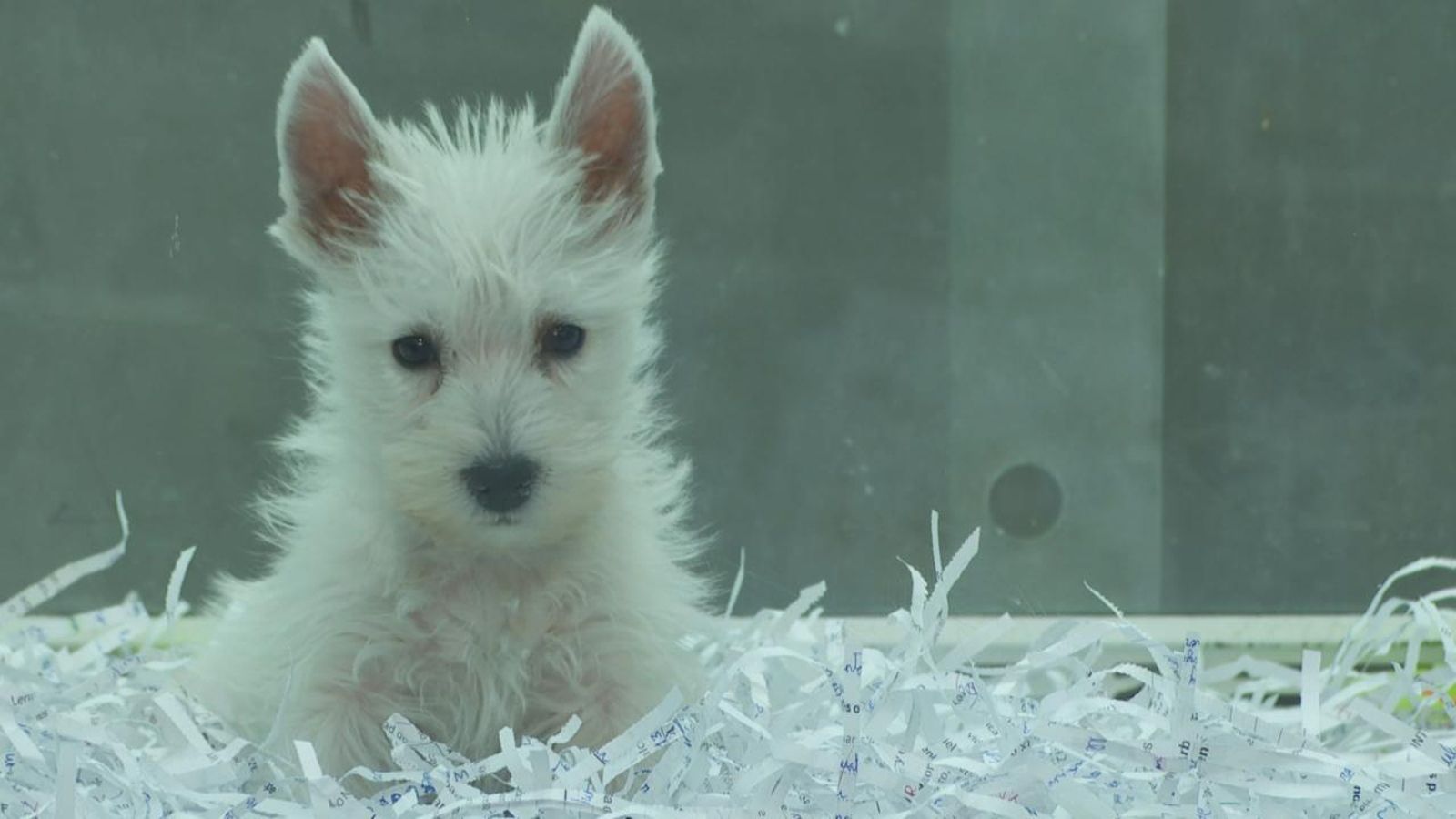 Imatge d'arxiu d'un gos a la venda