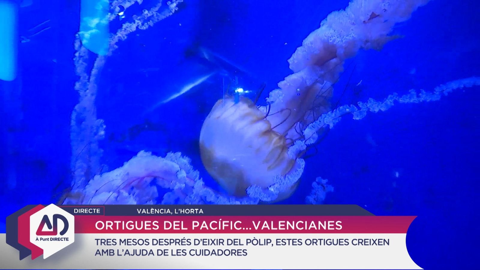 Ortigues del Pacífic a l’Oceanogràfic