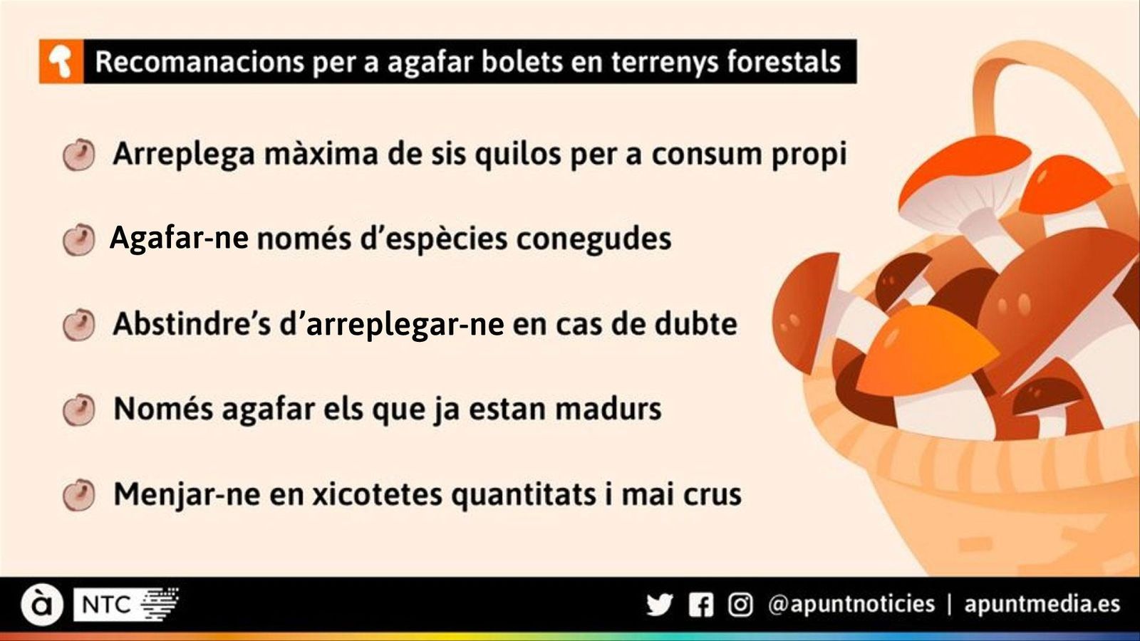 Recomanacions per a agafar bolets en terrenys forestals