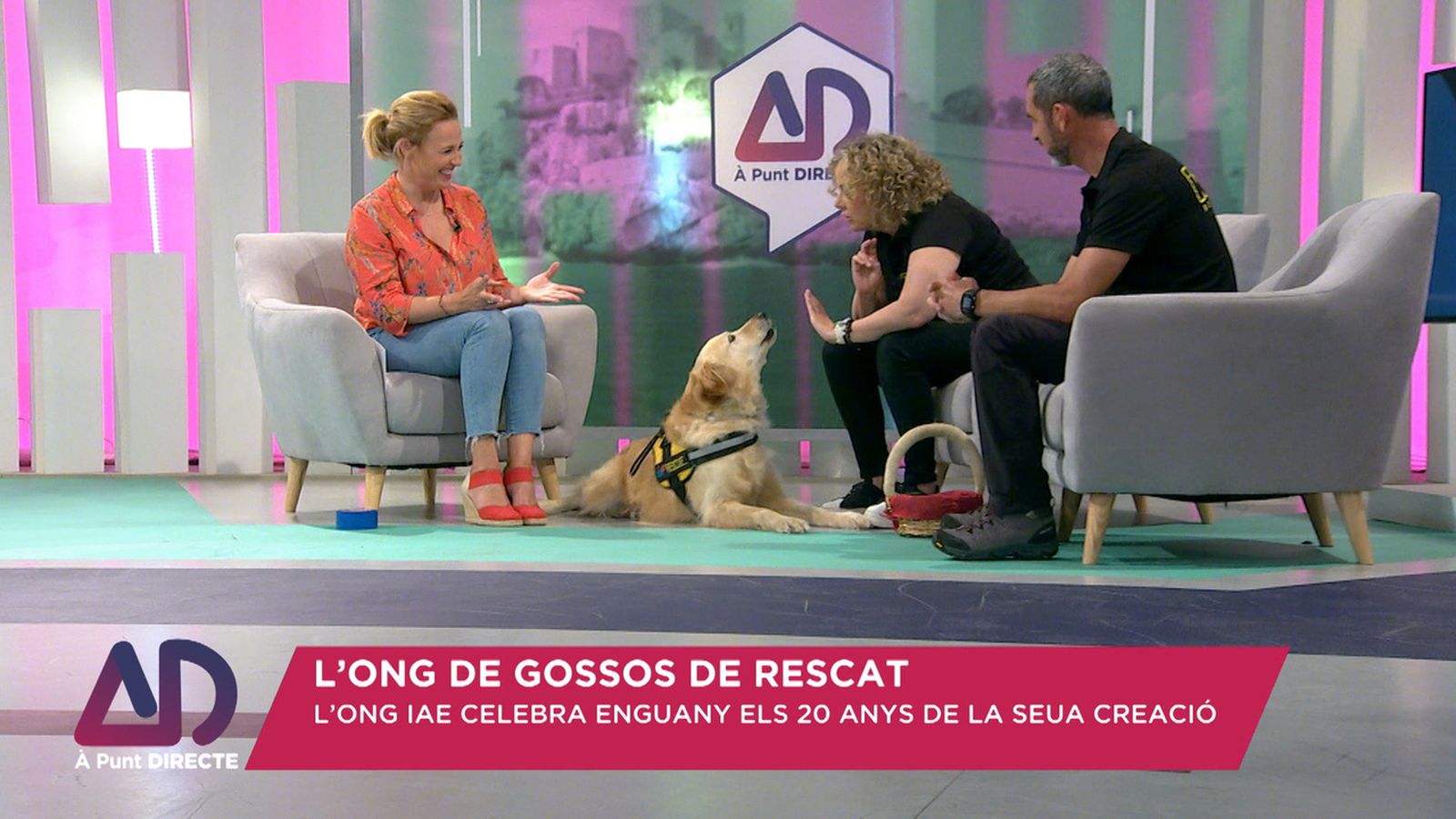 L’ONG IAE de gossos de rescat
