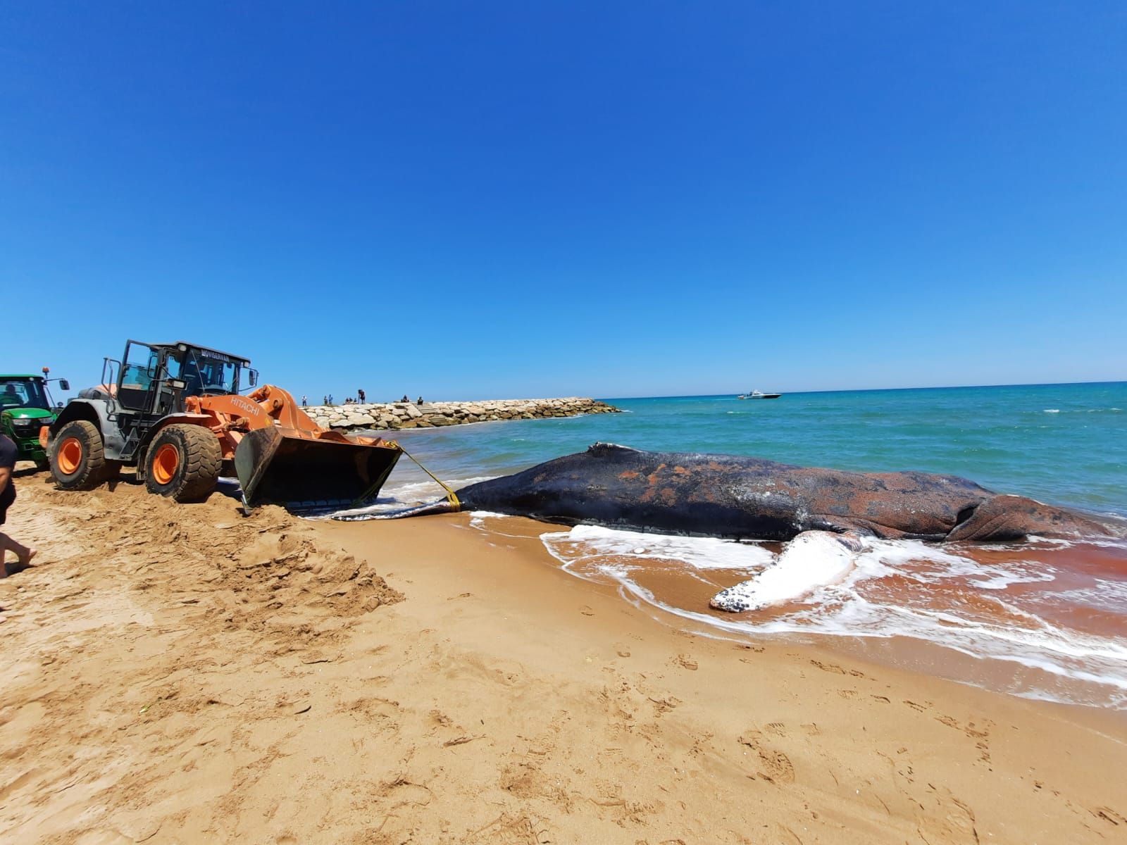 Moment en què la balena amb gepa ha sigut trasportada fora de la mar