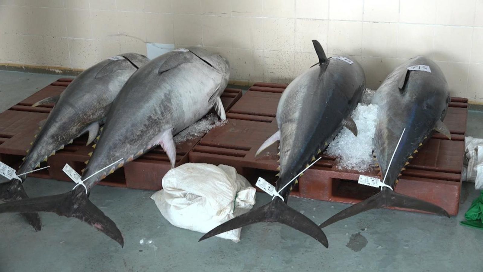 La pesca dona treball a més de 2.000 persones a la Comunitat Valenciana