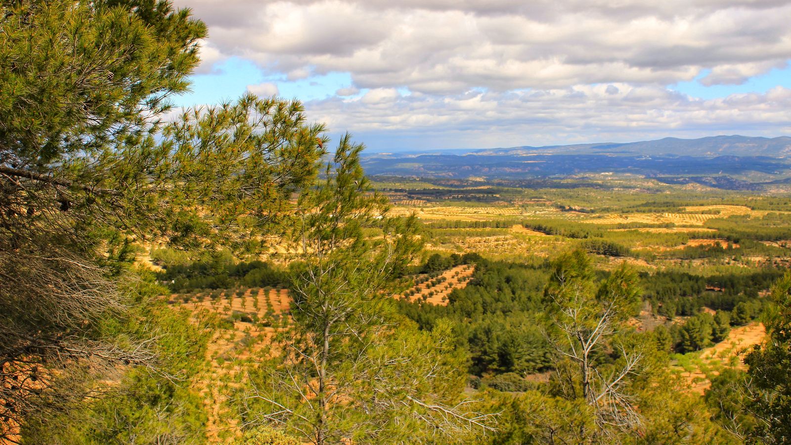 Paratge de la Plana d'Utiel.