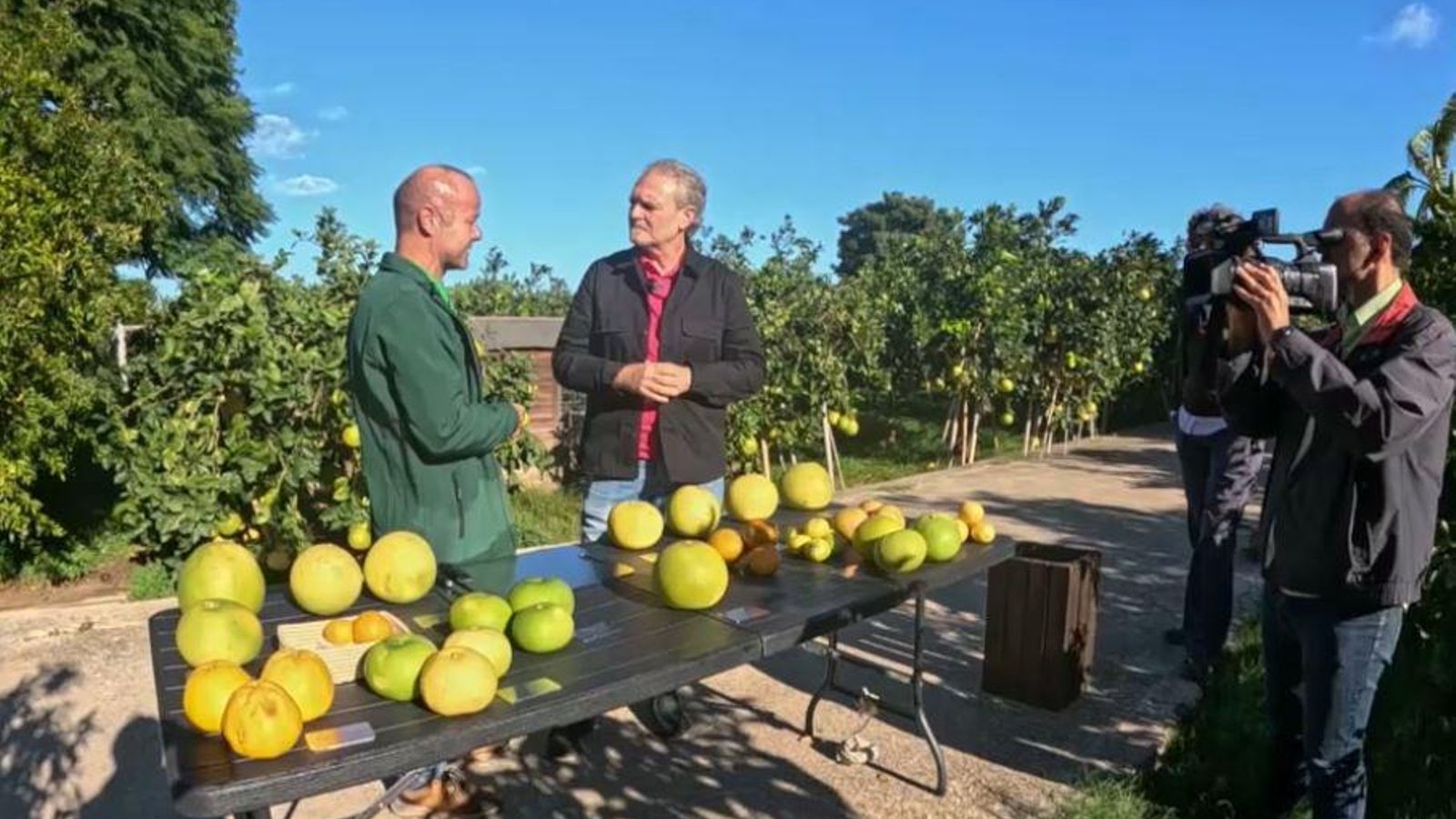 Coneixem l'univers cítric de la Fundació Todolí a Palmera, la Safor