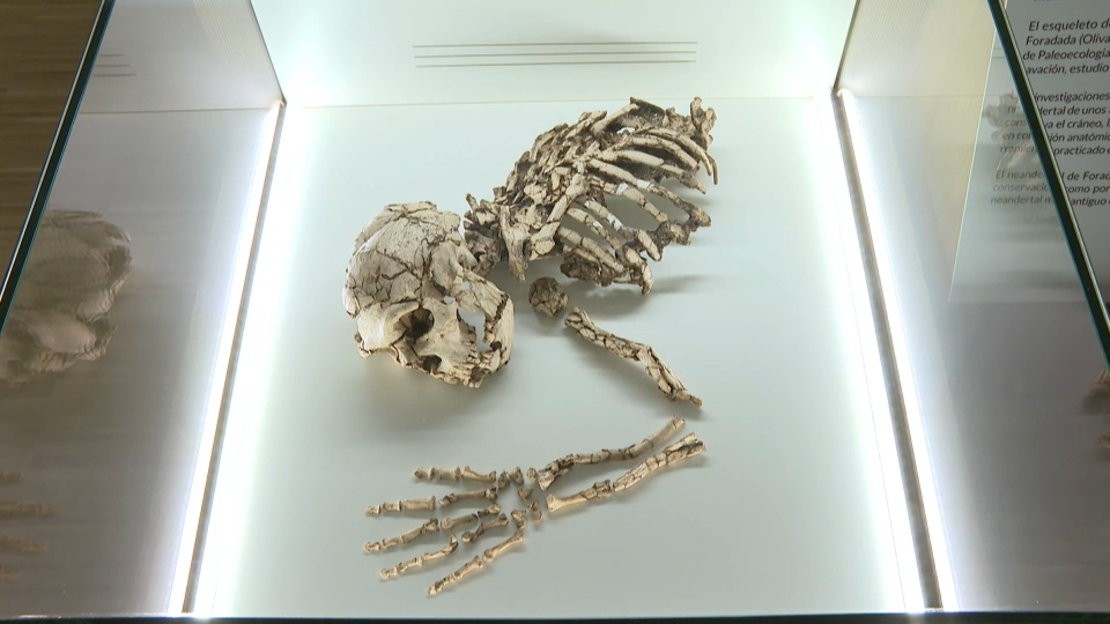 El vei d'Oliva neandertal