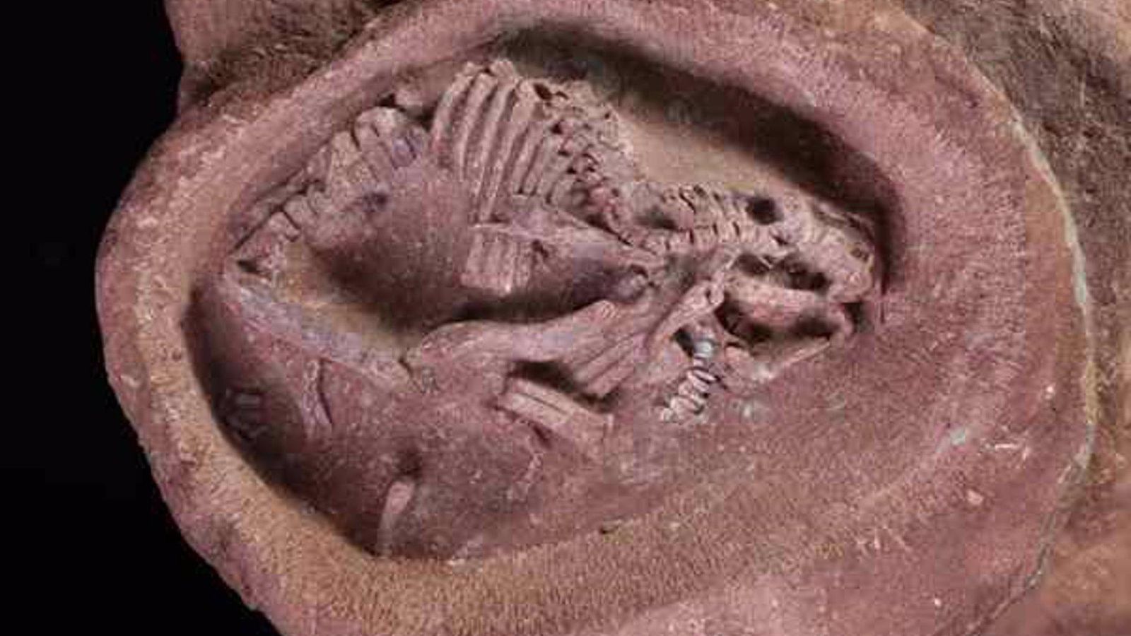 Fòssil d'embrió de dinosaure amb bec d'ànec