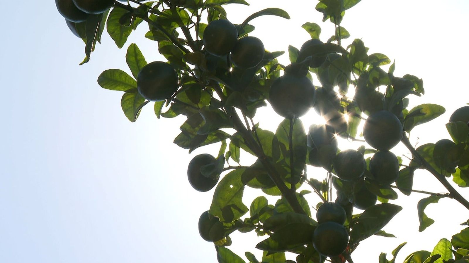Taronges en la branca