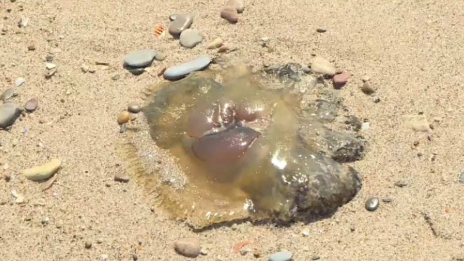 Medusa apareguda a les platges del Saler aquest dimecres