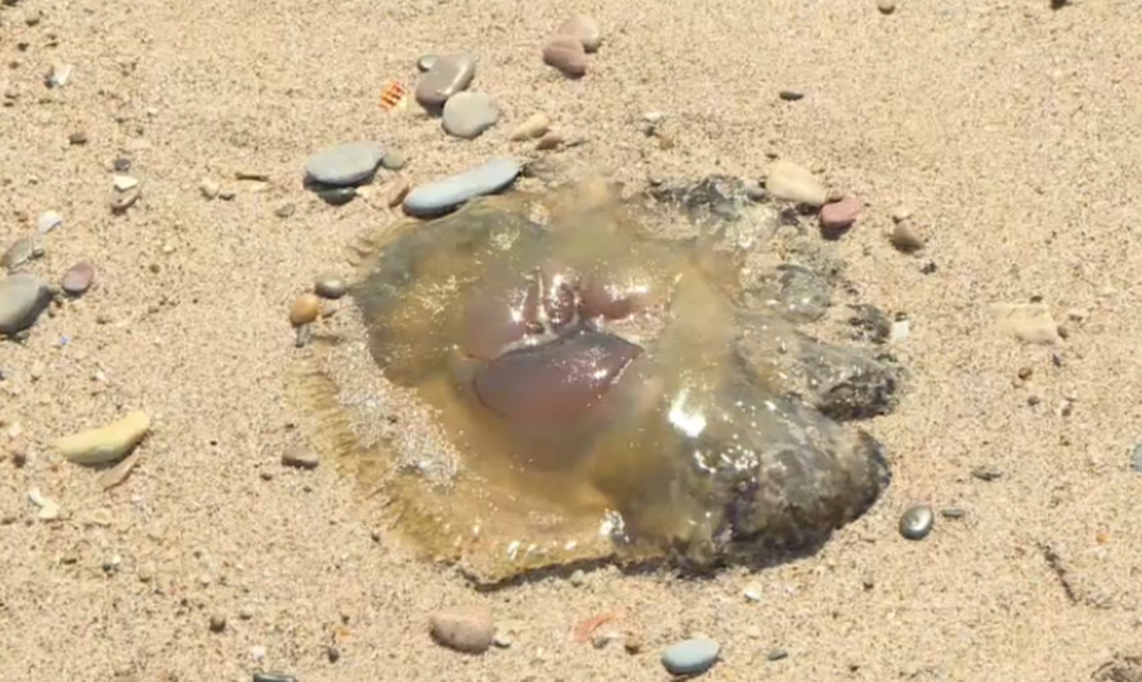 Medusa apareguda a les platges del Saler aquest dimecres