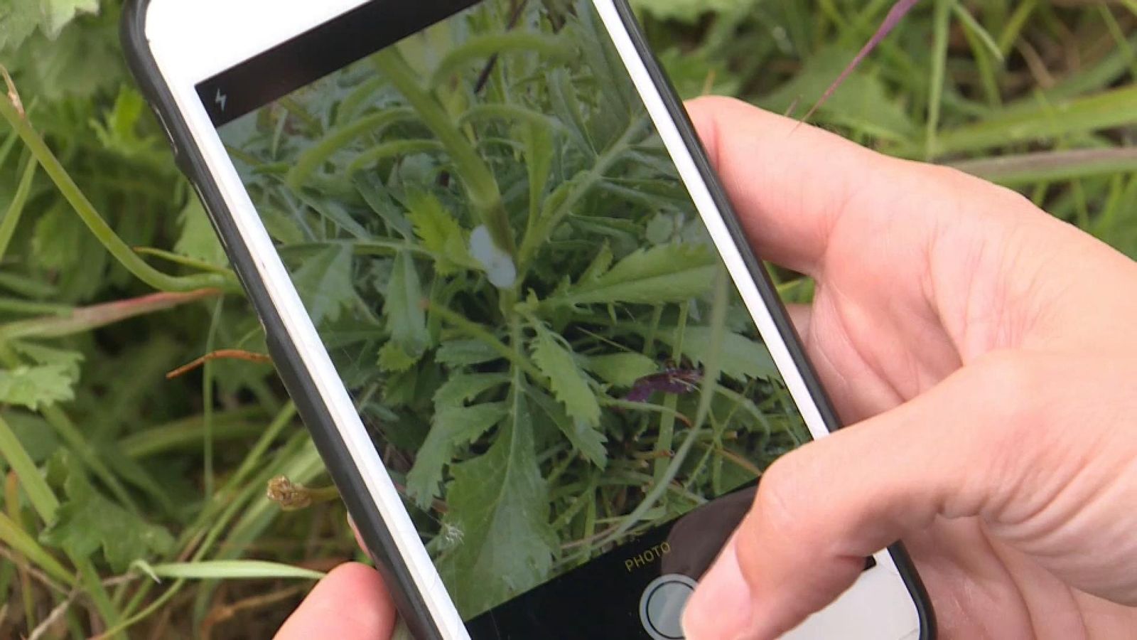 Dues valencianes dissenyen una app que detecta l’insecte que transporta la xil·lela