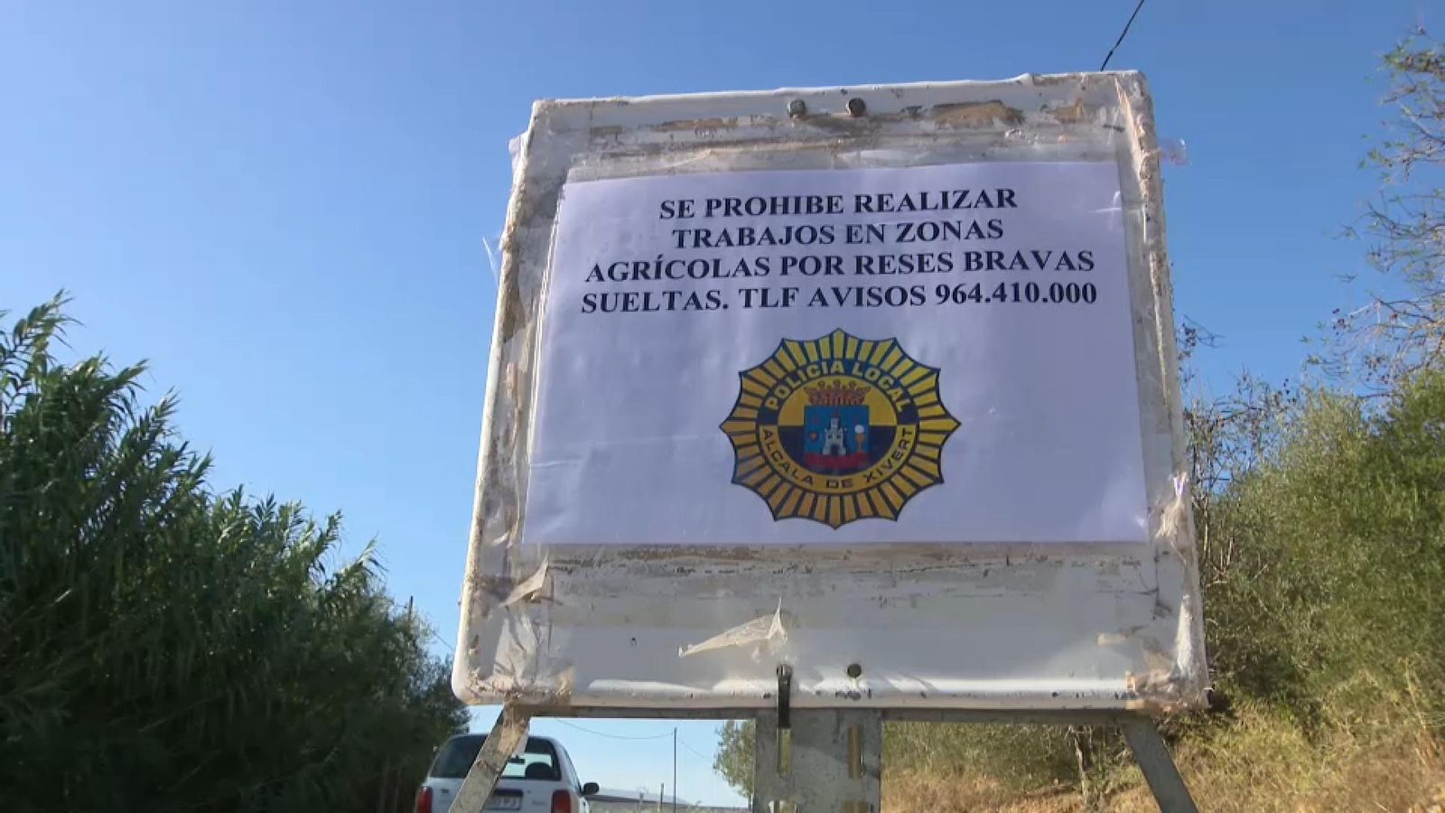 Cartell d'avís sobre les vaques fugides a Alcalà de Xivert