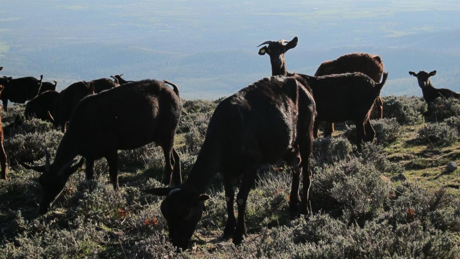 Bestiar caprí pasturant, en una imatge d’arxiu