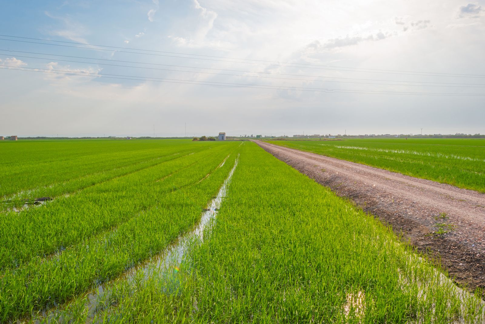 Camp d'arròs a València