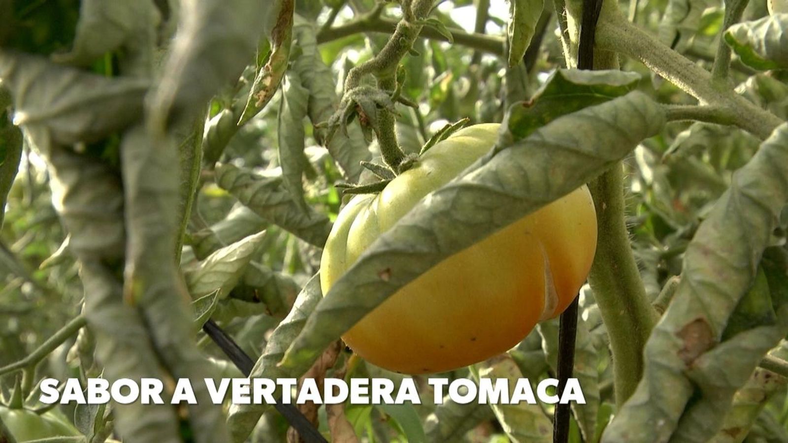 Sabor a vertadera tomaca