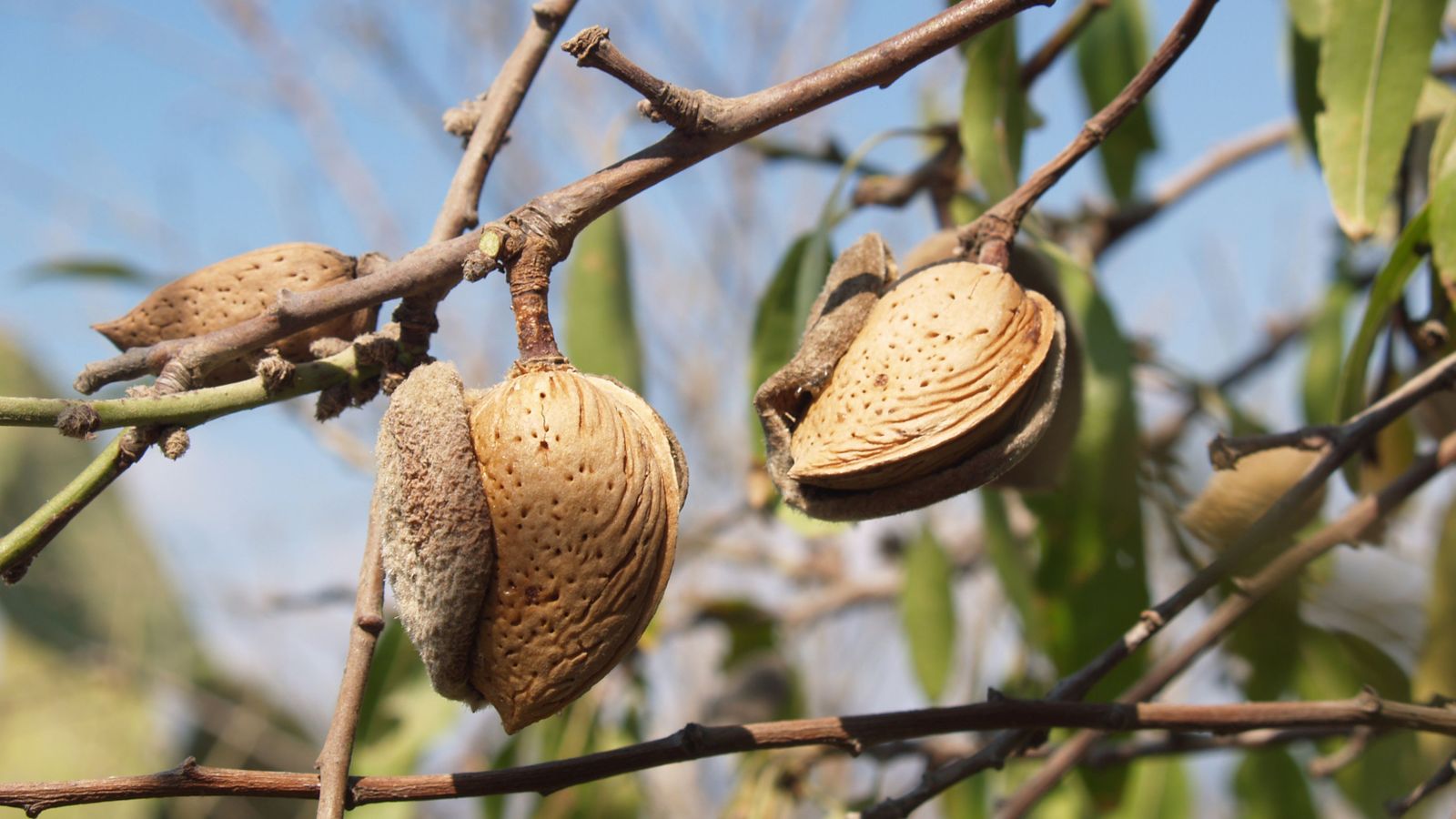 Desperdicis com les corfes d'ametla poden tindre una segona vida si s'empren com a matèria primera per a l'innovador envàs de la Universitat d'Alacant