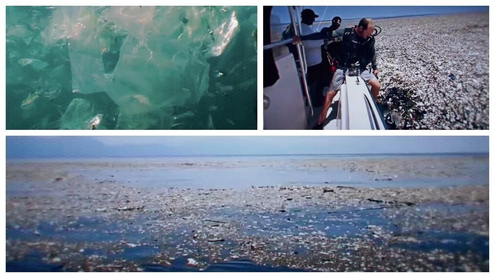 Famosa i impactant és la gran illa de plàstics del Pacífic, que té una superfície superior a tres vegades a la d’Espanya. S’estima que cada any els plàstics ferixen, asfixien o ofeguen a 100.000 animals marins